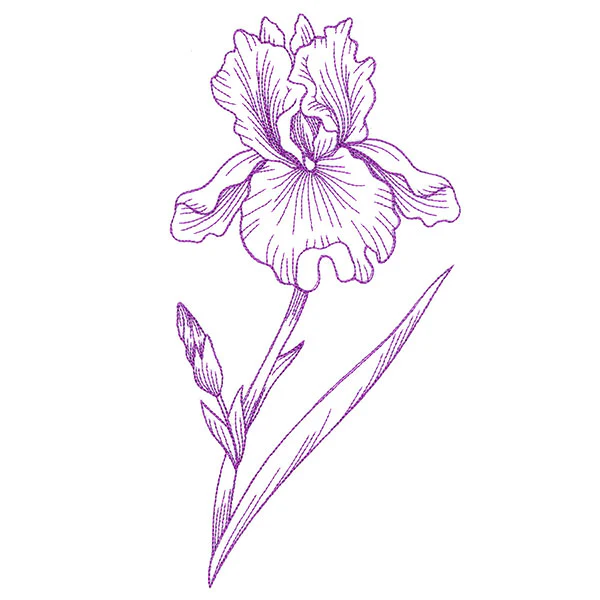 Blossoming Iris Etching - Image 2