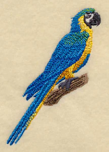 Blue-and-yellow Macaw on Branch - Image 2