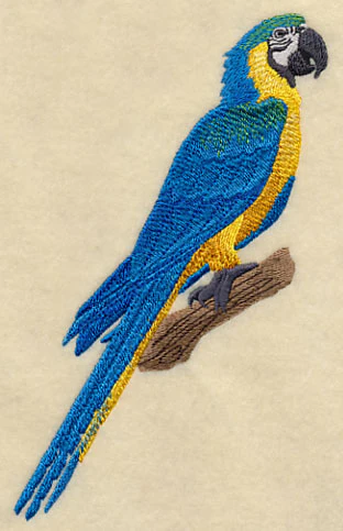 Blue-and-yellow Macaw on Branch - Image 3