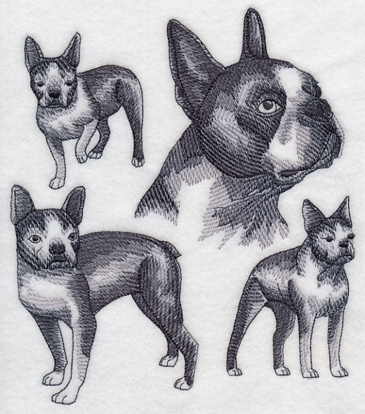 Boston Terrier Sketch - Image 5