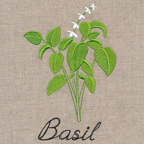 Botanical Herbs - Basil - Image 3