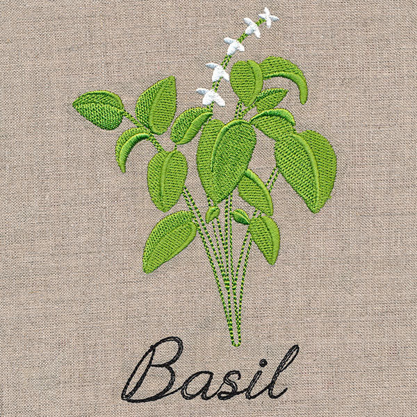 Botanical Herbs - Basil - Image 4
