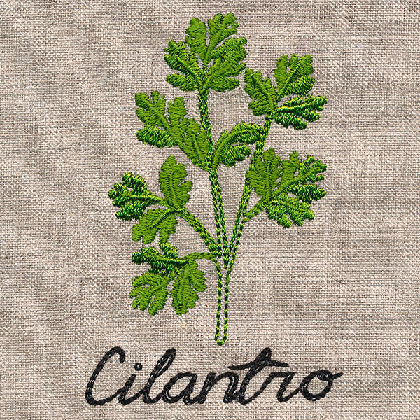 Botanical Herbs - Cilantro - Image 5
