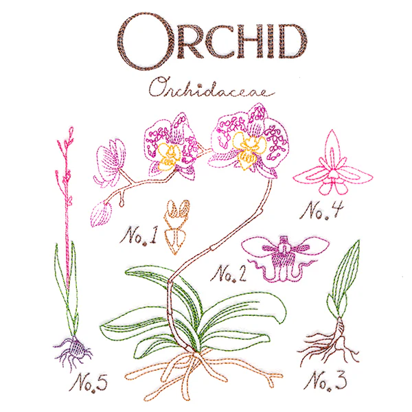 Botanical Illustrations - Orchid - Image 3