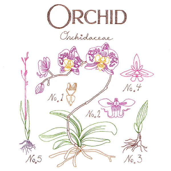 Botanical Illustrations - Orchid - Image 7