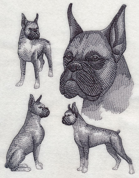 Boxer Sketch (Cropped Ears) - Image 2