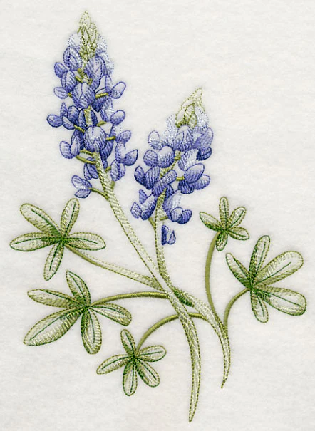 Breathtaking Bluebonnets 1 - Image 4