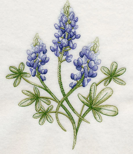 Breathtaking Bluebonnets 2