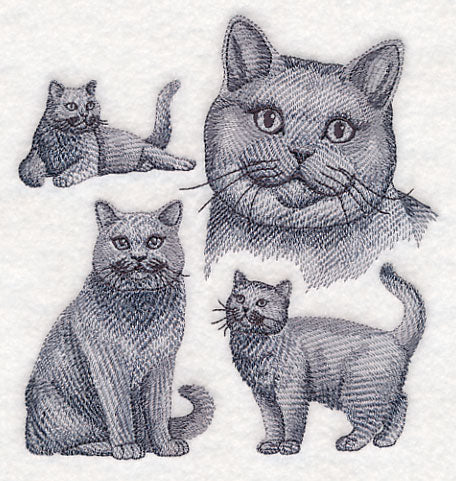 British Shorthair Cat Sketch - Image 3