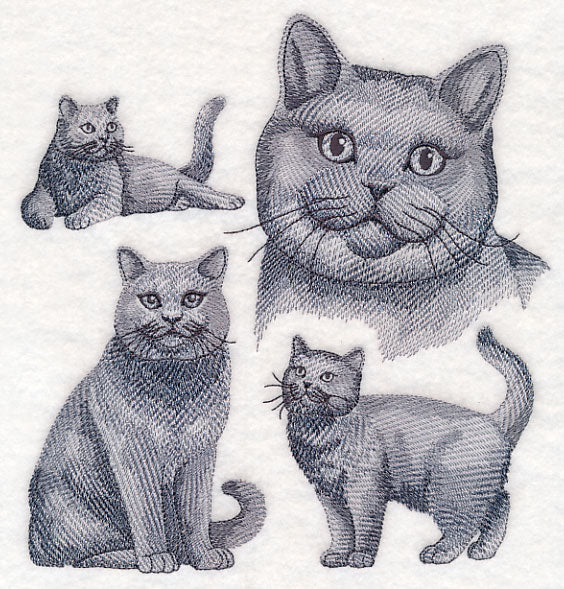 British Shorthair Cat Sketch - Image 5