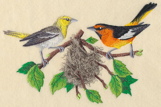 Bullock's Orioles and Nest - Image 2