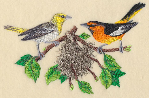 Bullock's Orioles and Nest - Image 4