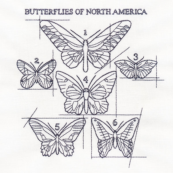 Butterflies of North America Schematic - Image 2