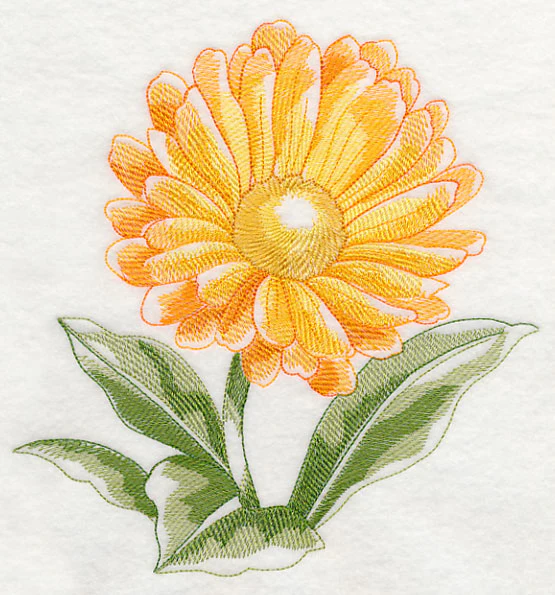 Calendula Beauty - Image 6