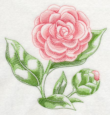 Camellia Beauty - Image 3