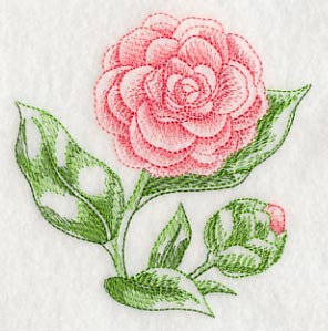 Camellia Beauty - Image 5