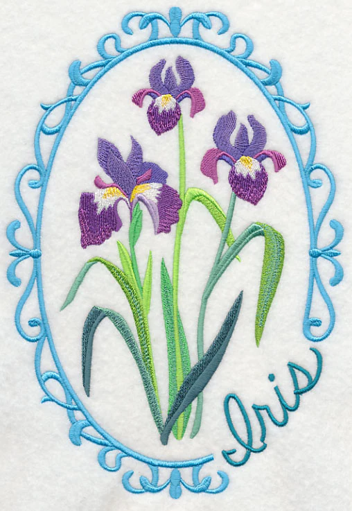 Cameo Iris