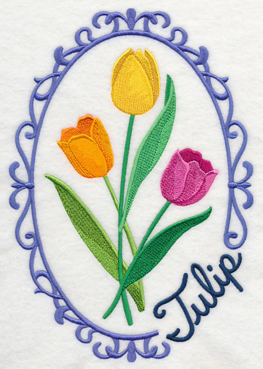 Cameo Tulip - Image 6