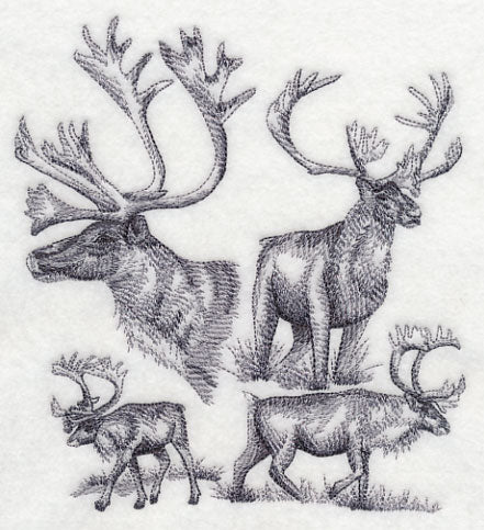 Caribou Sketch - Image 2