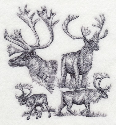 Caribou Sketch - Image 3