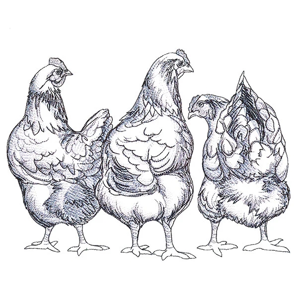Chicken Trio