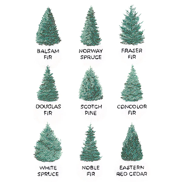 Christmas Tree Chart - Image 3