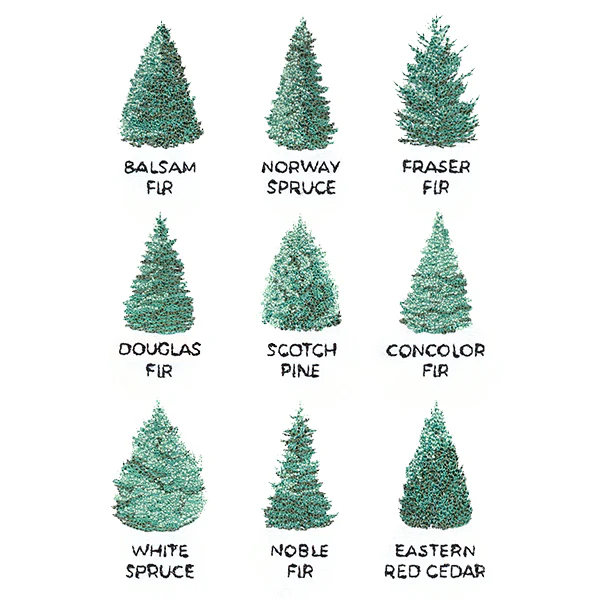 Christmas Tree Chart - Image 4