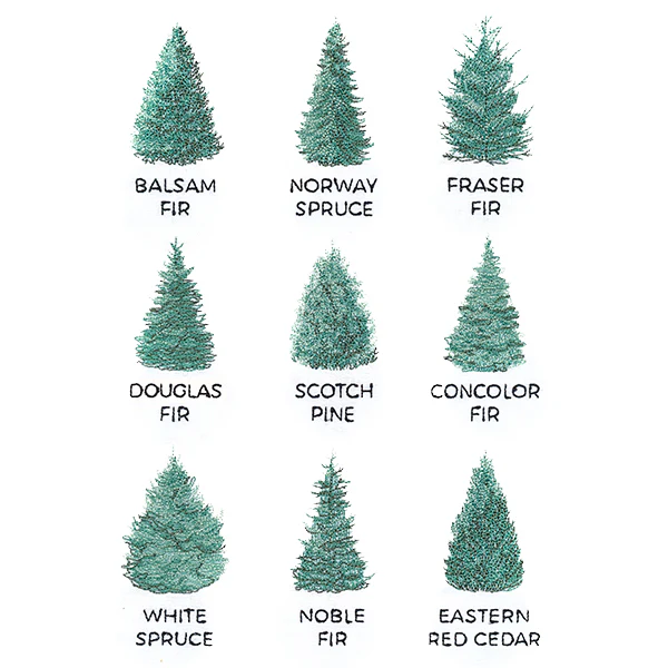 Christmas Tree Chart - Image 5
