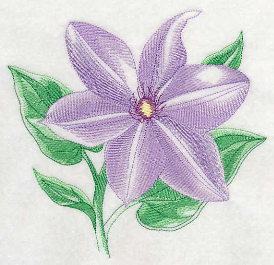 Clematis Beauty - Image 2