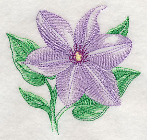 Clematis Beauty - Image 5