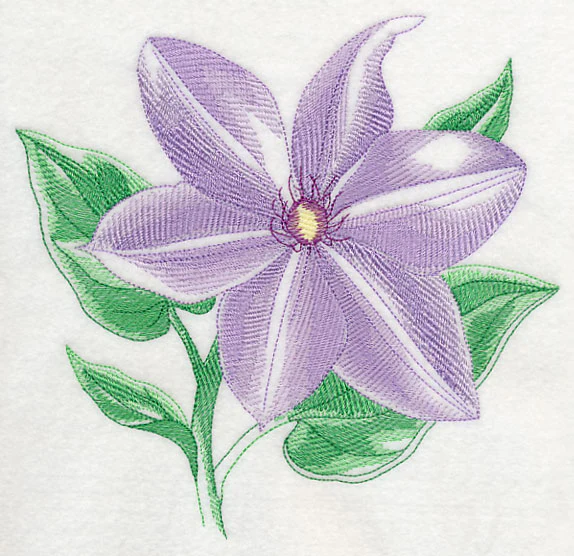 Clematis Beauty - Image 6