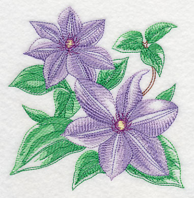 Clematis Sketch - Image 4