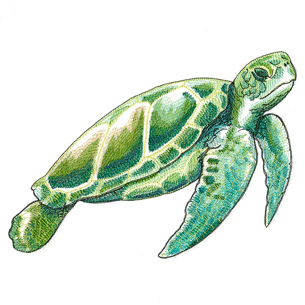 Coastal Sea Turtle - Image 7