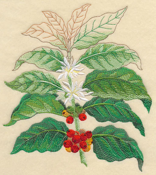 Coffee Plant Botanical - Image 4