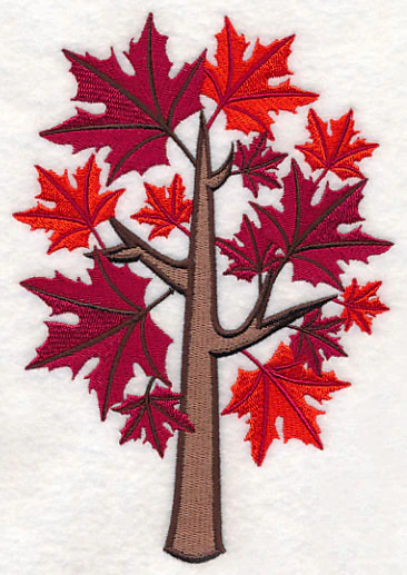 Colors of Fall - Sugar Maple Tree - Image 4