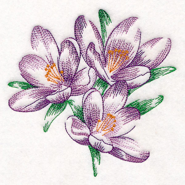 Contours of Beauty Crocus - Image 7