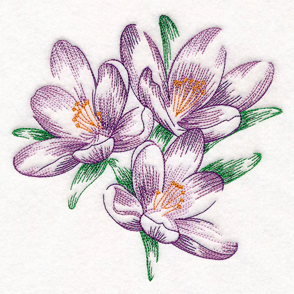 Contours of Beauty Crocus - Image 9