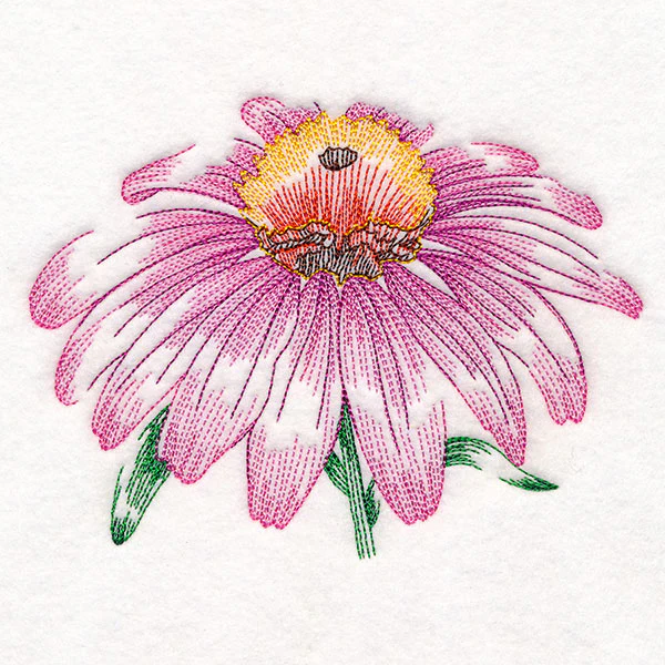 Contours of Beauty Echinacea - Image 5