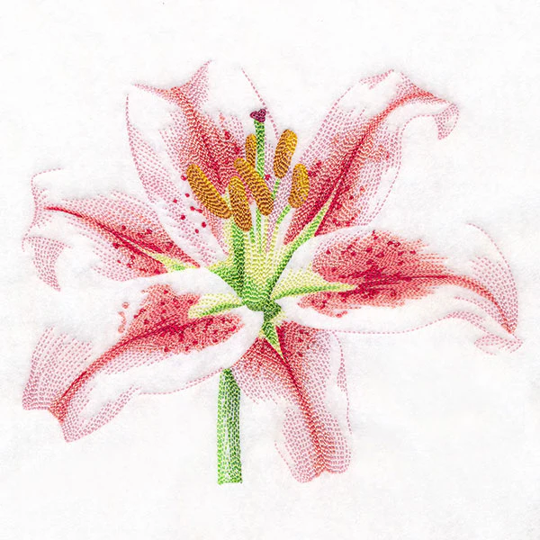 Contours of Beauty Lily - Image 2
