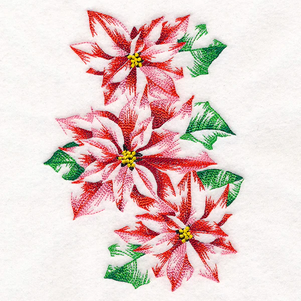 Contours of Beauty Poinsettias - Image 5