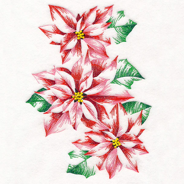 Contours of Beauty Poinsettias - Image 8
