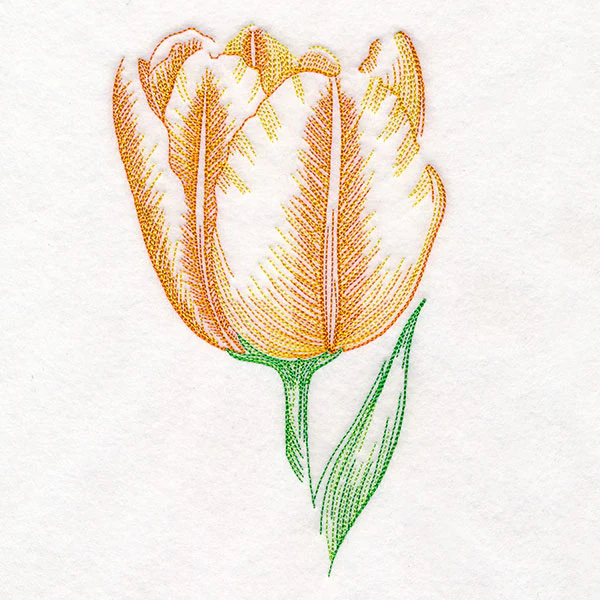 Contours of Beauty Tulip - Image 3