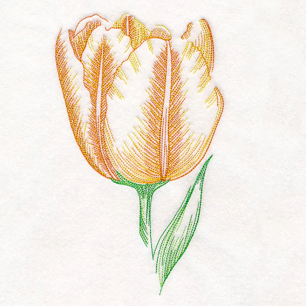 Contours of Beauty Tulip - Image 5