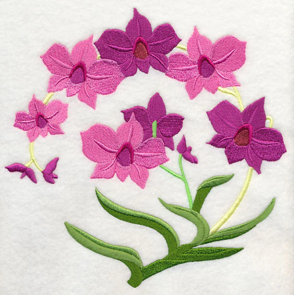 Cooktown Orchids