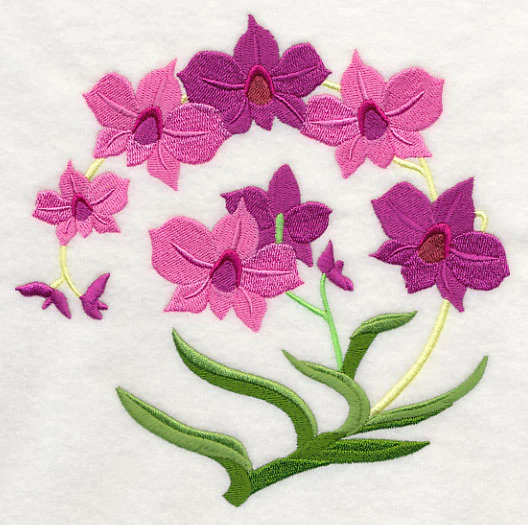 Cooktown Orchids - Image 2