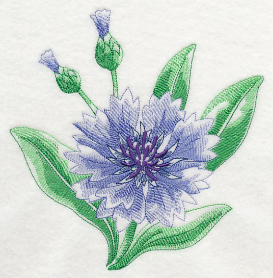 Cornflower Beauty - Image 2