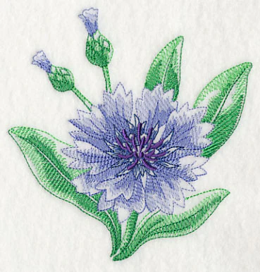 Cornflower Beauty - Image 4