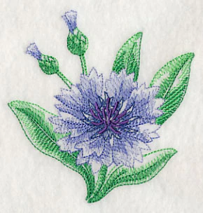 Cornflower Beauty - Image 5