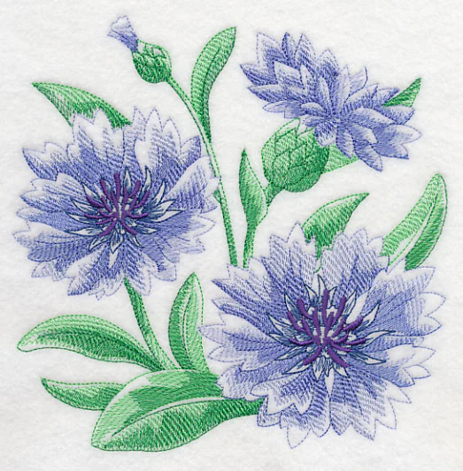 Cornflower Sketch - Image 2
