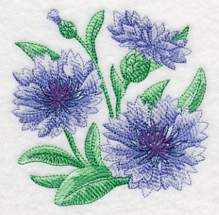 Cornflower Sketch - Image 5